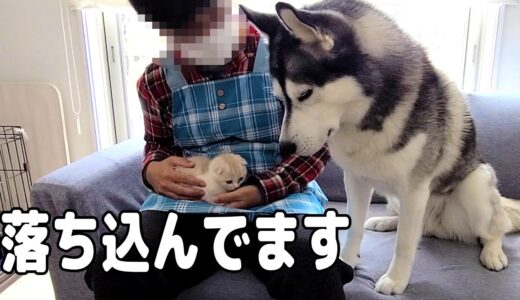 子猫に怒られて落ち込むハスキー犬がこちら...