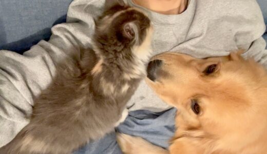 一人暮らしが犬と猫を多頭飼いした結果…