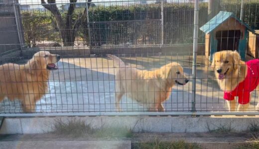 【親子】びすけと両親犬、1年ぶりの触れ合いです