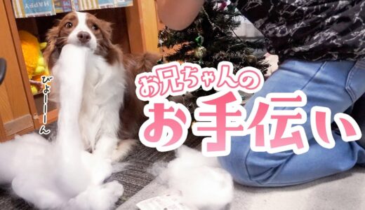 【お手伝い犬】ボーダーコリーと一緒に飾り付けをしたらこうなりました(笑)【クリスマスの準備】