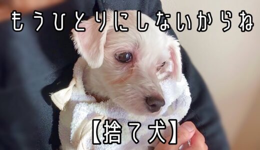 【保護犬】明日も明後日もそばにいるから、大丈夫。もう一人にしないからね。