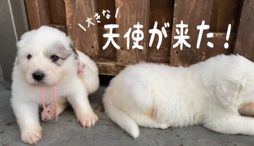 【お迎えまで】超大型犬のかわいい子犬が我が家(山奥)にやってきた! Great Pyrenees　グレートピレニーズ