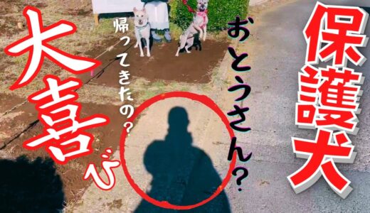 怯えていた保護犬は心を開き・・大好きなお父さんが帰ってきたら！？大喜びした犬の反応が可愛いw