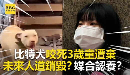 【街頭調查】比特犬咬死3歲童遭棄 未來人道銷毀？媒合認養？ @東森新聞 CH51