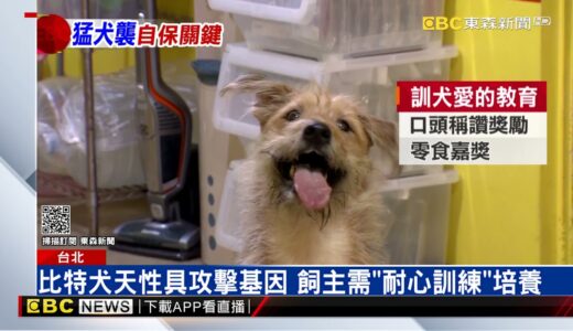 獨家》若遭比特犬攻擊 專家：手、布遮眼、雙手舉高威嚇 @東森新聞 CH51