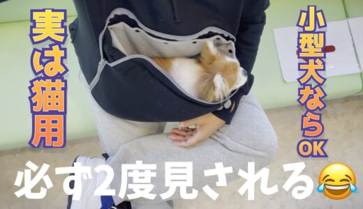 目撃者が全員もれなく振り向く犬用グッズがこちらですｗｗｗ