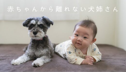 【赤ちゃんから離れない】犬姉さんと一緒に成長する生後3,4ヶ月の息子 / 赤ちゃんと犬