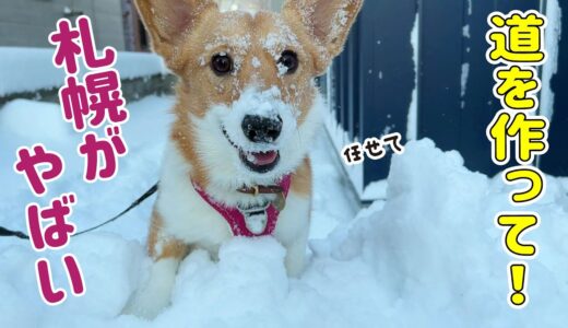 ドカ雪です！愛犬に道を作ってもらいました