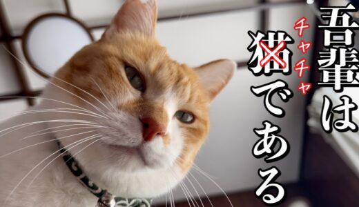 犬のような猫｜ねこにドハマリした訳