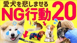 【初心者必見】❤️犬を悲しませてしまう飼い主の行動20選