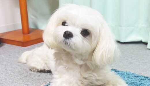 ご飯の時間になると鳴いて催促してくる犬が可愛すぎる【マルチーズ】