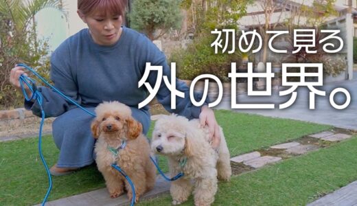 【保護犬】里親になって3日目。初めての外の世界を見たトイプードル達のピュアな反応