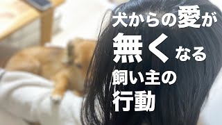 犬が愛情を無くしてしまう飼い主の行動