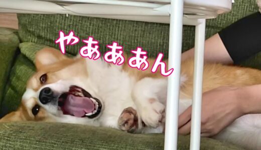 「イヤイヤ」拒否の仕方がかわいいツンデレコーギー犬