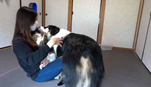 犬と猫とゴロゴロしてたら飼い主争奪戦が勃発した