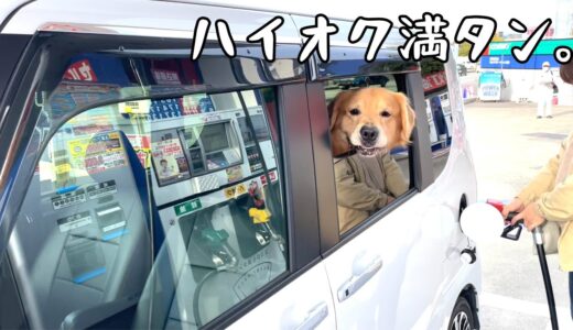 街でこんな犬見かけたら声かけてください。「ベンちゃーん」と呼ぶと寄ってきます。