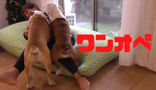 ママがいなくなってしまったので、残された犬2匹をパパがお世話することにしました…。