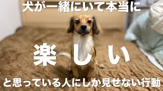 犬が一緒にいて心の底から楽しいと思っている人にしか見せない行動