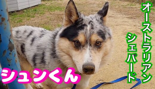 賢いと言われてる犬種は飼育が楽⁉️ スキルなきゃ問題犬になり易いんですよ‼️