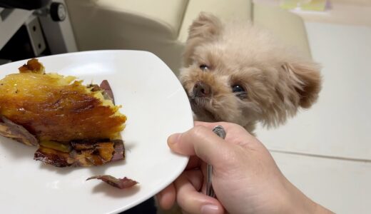 犬も喜ぶアレが美味しい季節がやってきた【トイプードル】[4K]