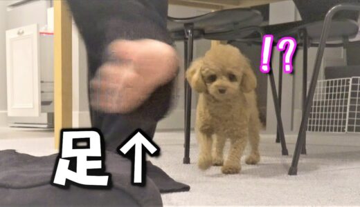 年の瀬の犬と夫婦の会話がこちら