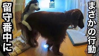 大型犬4頭のお留守番をモニタリングしてみたら…【Furbo】