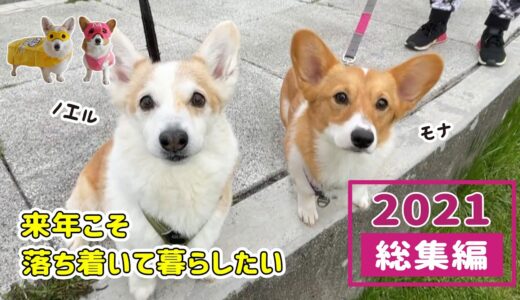 慌ただしい食パン犬の1年を振り返ってみました【2021総集編】