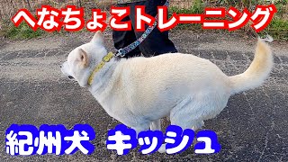 【飼い主を噛んだ紀州犬】キッシュ笑えるへなちょこ散歩