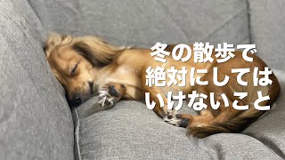 冬に犬と散歩に行く時に絶対にしてはいけないことと寒い時に見せる仕草