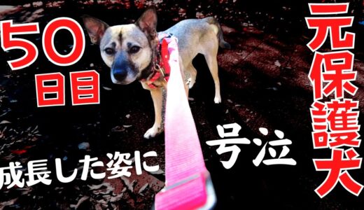 震え怯えた保護犬が来て50日目に見せた成長に涙・・