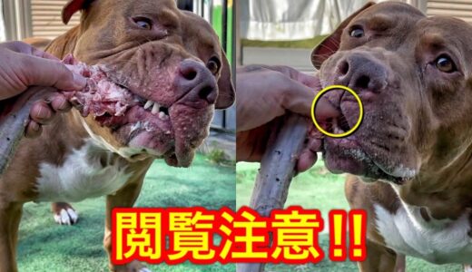 【犬の咀嚼音】ピットブルに肉をあげたら指が噛まれました!!無傷です