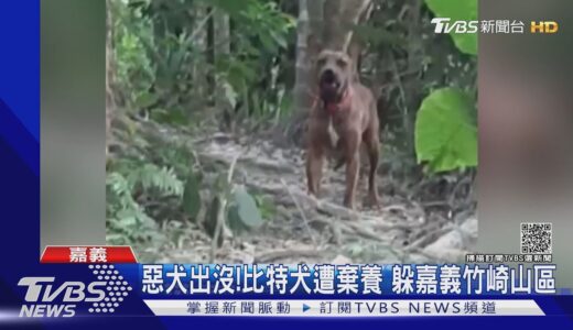 惡犬出沒竹崎山區!比特犬遭棄養 咬死3隻寵物狗在逃｜TVBS新聞