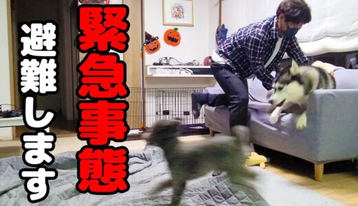 災害が起こった瞬間…ハスキー犬と保護犬トイプードル