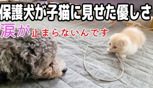 初めて子猫を見た時の保護犬とハスキー犬の反応がこちら…