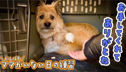 もうすぐ来るママがいない日…。引きこもりがちの犬たちをなんとかしたいです！