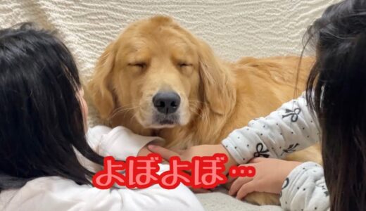 無理矢理起こされると、おじいちゃんに変身する大型犬クッキー【ゴールデンレトリバーとミニチュアダックスフンド】