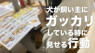 犬が飼い主にがっかりしている時に見せる行動