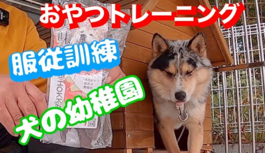 犬の訓練・ドッグトレーニングに長い期間疑問に思ってます❓結論は飼い主さんが良いと思えば良いんですよ👍