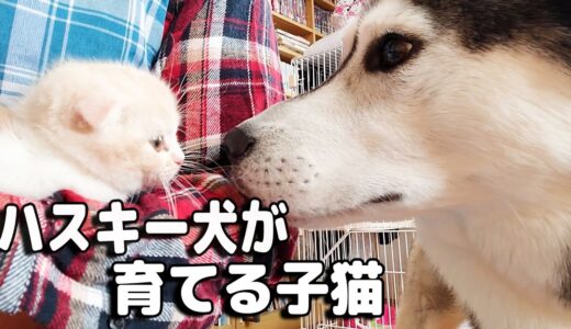 初めて子猫に会った時のハスキー犬の反応がこちら・・・めっちゃ嬉しそうｗ