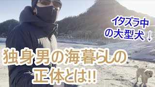 都会に住む独身男が大型犬と田舎暮らしで感じたこと。ゴールデンレトリバーの子犬ティト。