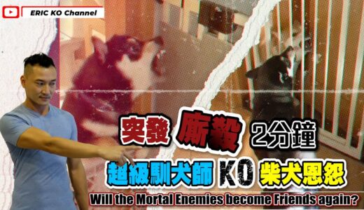 突發廝殺2分鐘😡⚔️超級馴犬師KO柴犬🐶恩怨 Will the Mortal Enemies Become Friends Again ?