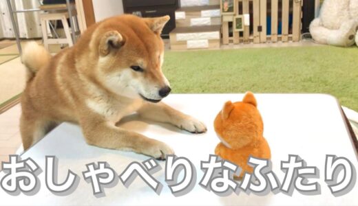 喋る柴犬に真似するおもちゃをプレゼントしたら会話を始めた