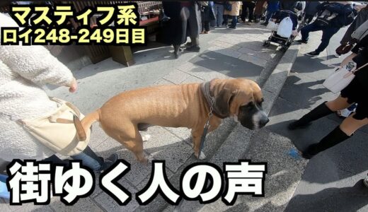 大型犬に対するリアルな街の声