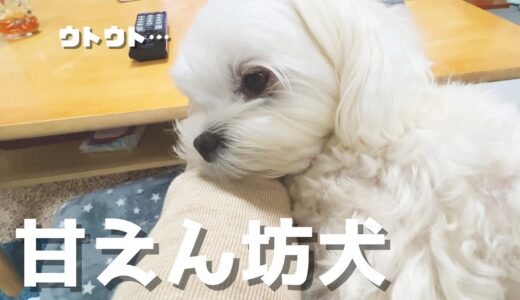 飼い主の膝の上で寝落ちする犬が無防備でめちゃくちゃ可愛い【マルチーズ】