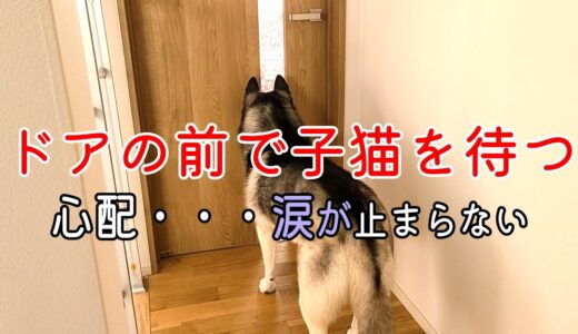 子猫がにゃーと鳴くと秒で駆けつけてくれる優しいハスキー犬と保護犬トイプードル