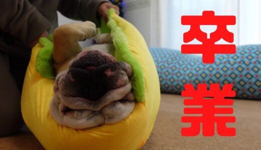 【ご報告】兄犬がYogibo卒業します…。