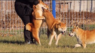 公狗之间的较量，一言不合就下死口The contest between males  dogs. Friends or bite