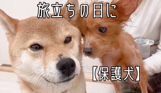 【保護犬】たくさんの幸せと癒しをありがとう。