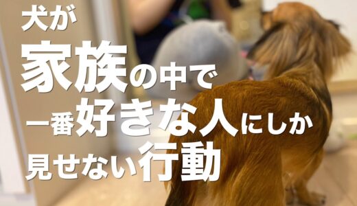 犬が家族の中で一番好きな人にしか見せない行動