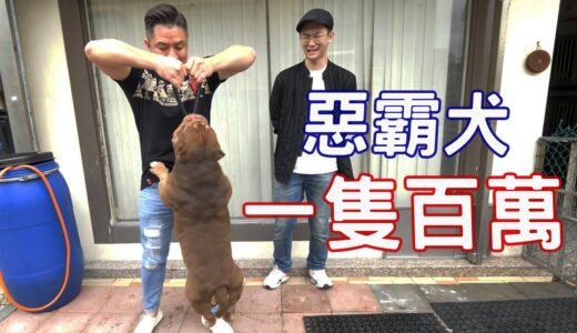 惡霸犬一隻百萬!差點被禁止的品種!比特犬親戚?│陽哥Younger│